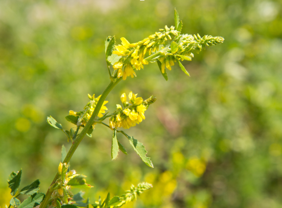 mélilot jaune